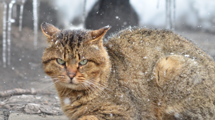 老朽化した保護施設の改修！北国の厳しい冬を暖かく迎えたい！