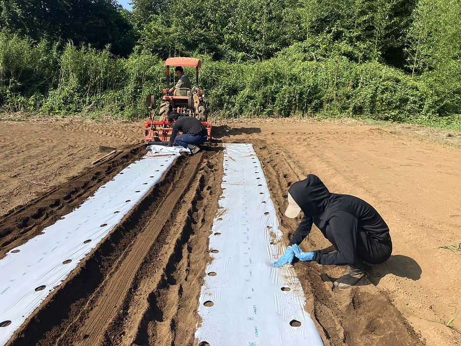 これまでの進捗④種まき