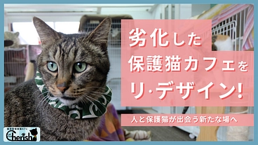 劣化した保護猫カフェをリ・デザイン！人と猫の共存を考える新たな場へ のトップ画像