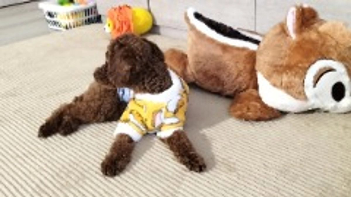 直接のご支援について②