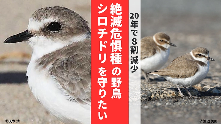 シロチドリと生息地を未来につなげる活動に、ご支援をお願いします!