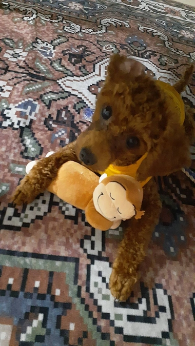 直接のご支援について③