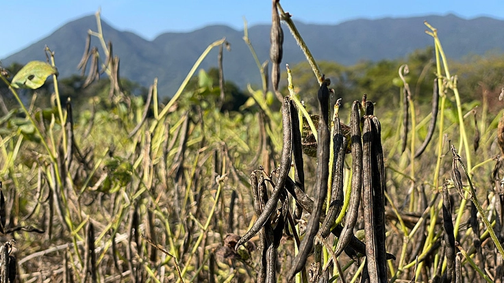 鹿児島の地小豆を復活させて、地元農業とスイーツを盛り上げたい! 5枚目