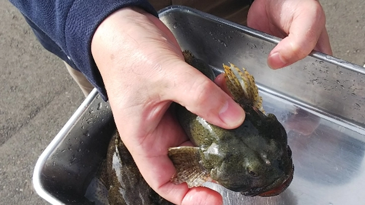 福井の食文化を次世代に。アラレガコの出汁醤油を開発!