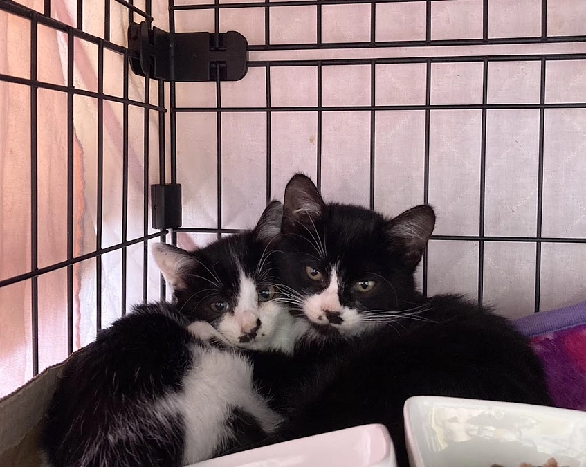 ☆子猫わんさかやってきました！☆彡