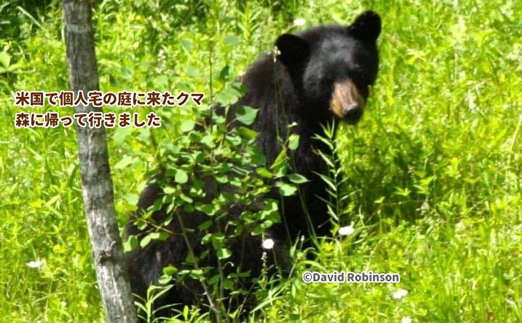 3000円サポーター