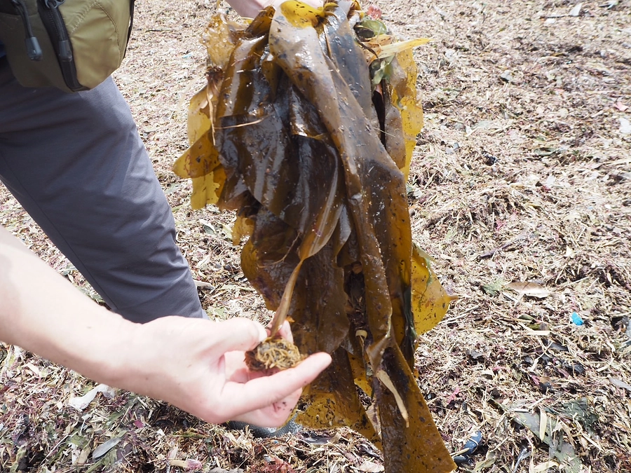 これまでの進捗②九十九里で75㎏の海藻を拾う！！