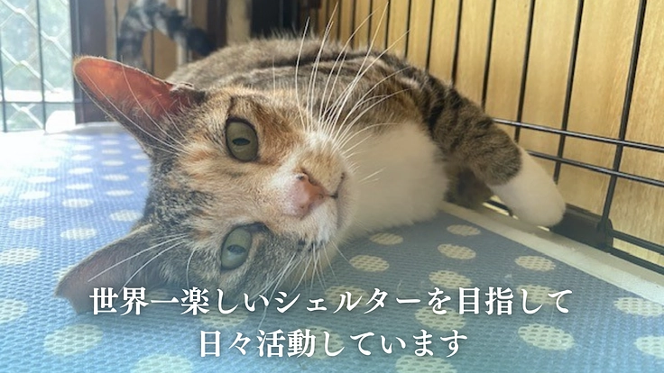 笑顔があふれるシェルターへ、犬猫の命をつなぐ保護施設を継続させたい 3枚目