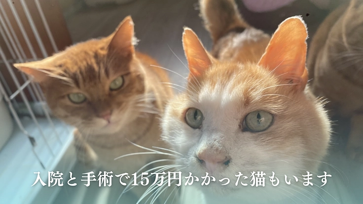 笑顔があふれるシェルターへ、犬猫の命をつなぐ保護施設を継続させたい 8枚目