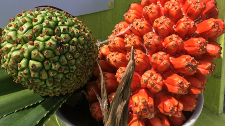 琉球弧アダンサミット2018を石垣島で開催したい！