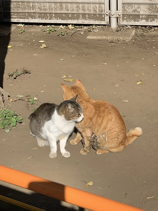 茶々ちゃん捕獲失敗💦11月28日。