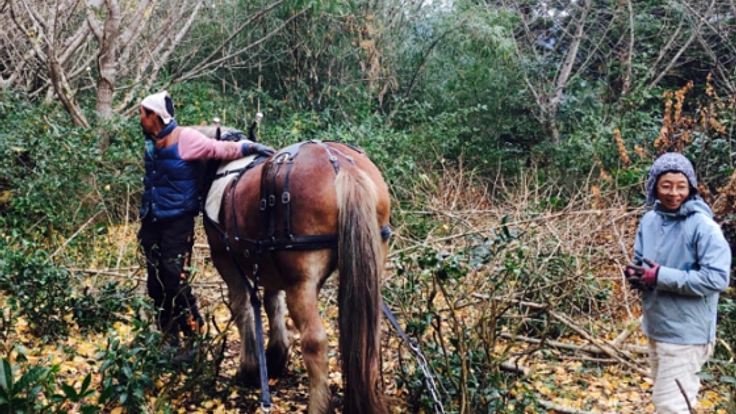 はたらく馬と共に「懐かしい未来」へ！里山&茶畑再生PJ