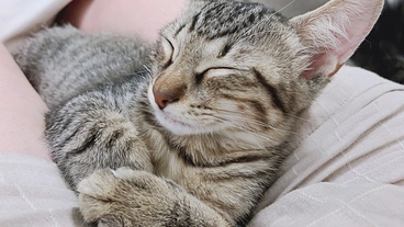 猫と人を幸せにする！青梅に譲渡型の保護猫カフェを作ります‼︎ のトップ画像