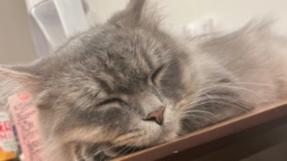 12/11 ロア一歳の誕生日！🎉