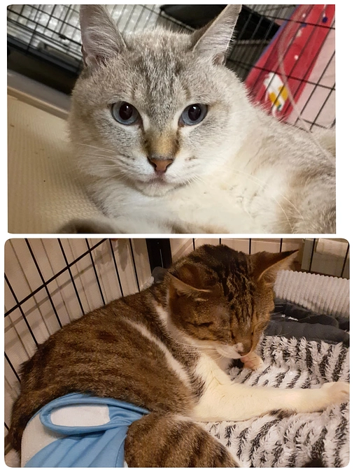 アレルギーの【つくし君】。下半身不随の【ふうま君】の医療