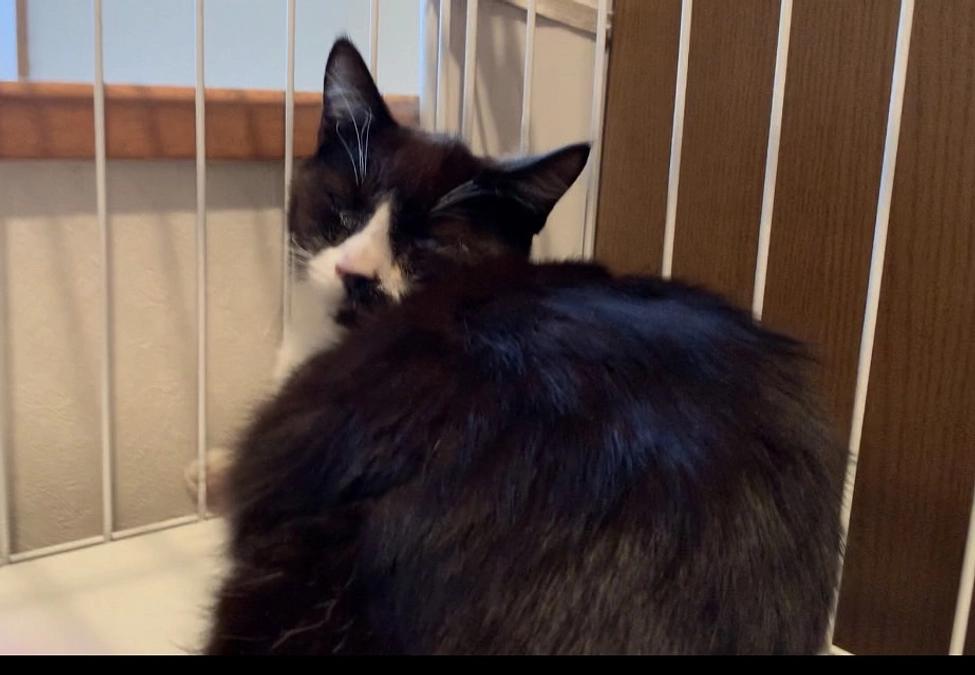 今日は第２回TNRの捕獲２日目