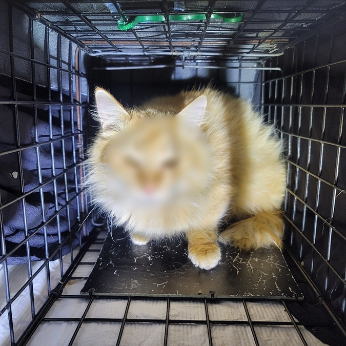 今日は第２回TNRの捕獲１日目でした。