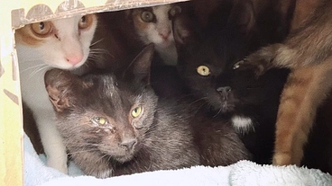 飼主が突然入院｜東北の寒空に放置された猫達を救いたい！ のトップ画像