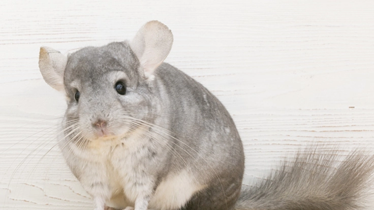 チンチラとの暮らしを守りたい。未解明な飼育方法を確かなものへ
