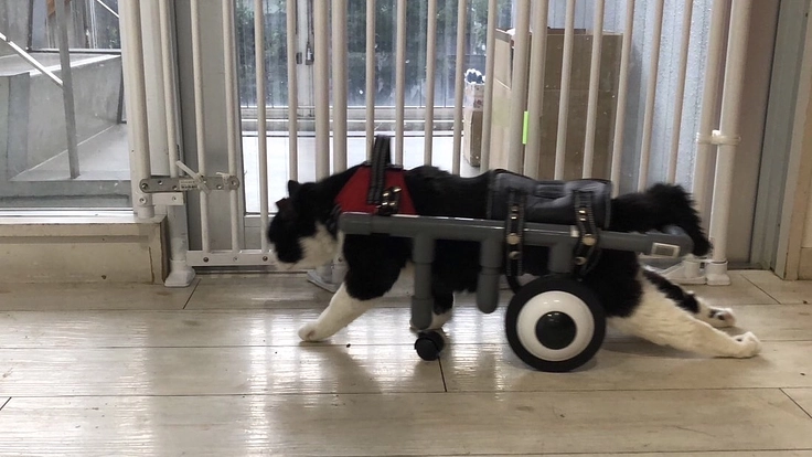 夜に聞こえる犬猫のSOSに応えたい。明日へ命を繋ぐ夜間診療所開設へ 5枚目