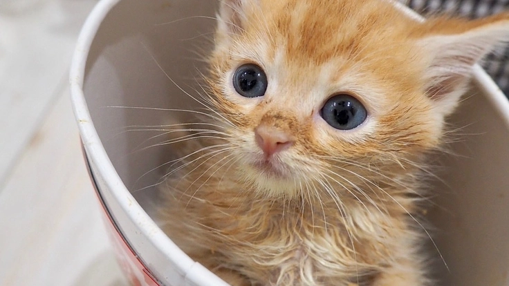 夜に聞こえる犬猫のSOSに応えたい。明日へ命を繋ぐ夜間診療所開設へ 9枚目