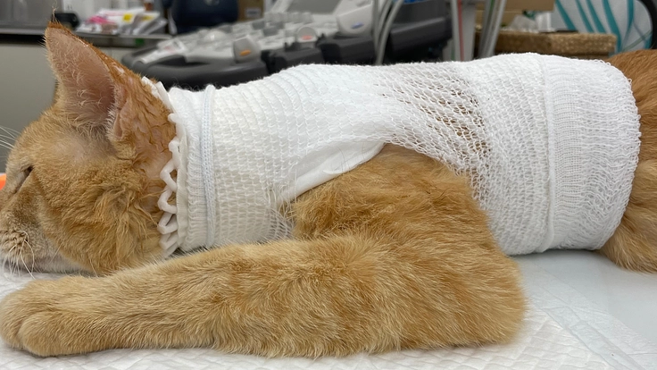 熱傷Ⅲ度の火傷を負ったボス猫、マイコーを助けたい。