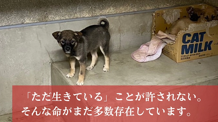 人知れず消えていく命をゼロに。悲願「野犬の保護シェルター」新設へ 4枚目