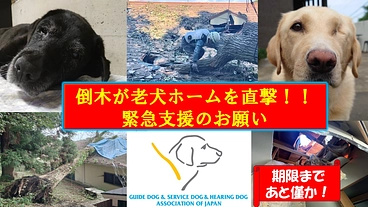 引退犬が安心して暮らせる「老犬ホーム」を再建したい。 のトップ画像
