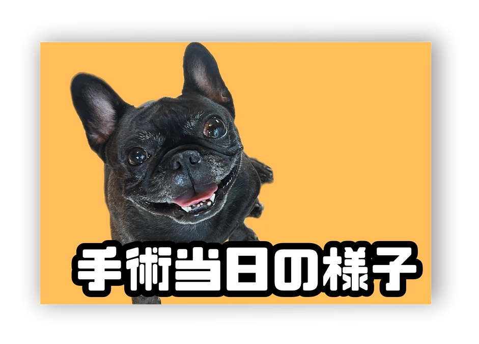 手術当日の様子を報告いたします