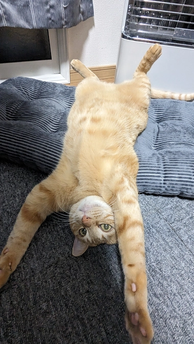 みんな元気！ちゃび！