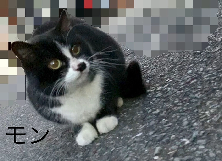 今回のTNR対象猫ちゃん達