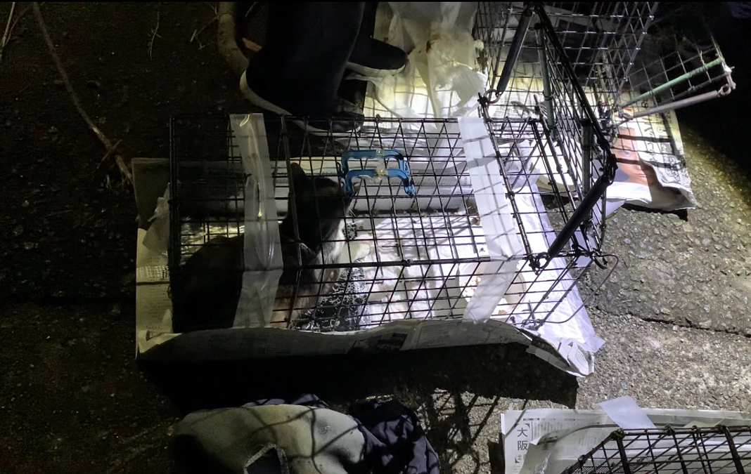 １０匹の猫ちゃんを手術、８匹リターンしました。