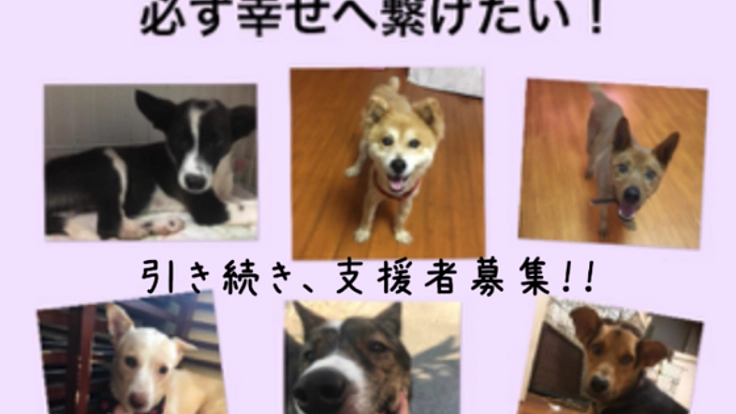 行き場を無くした保護犬達を幸せへと繋げたい！