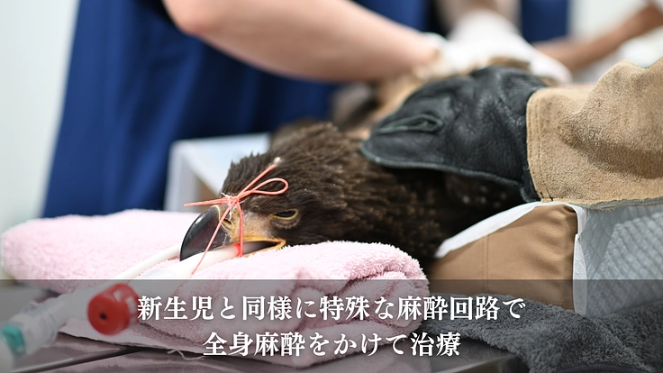 もっと多くの命を繋ぎたい！野生猛禽類の救護と継続飼育体制の充実を 9枚目