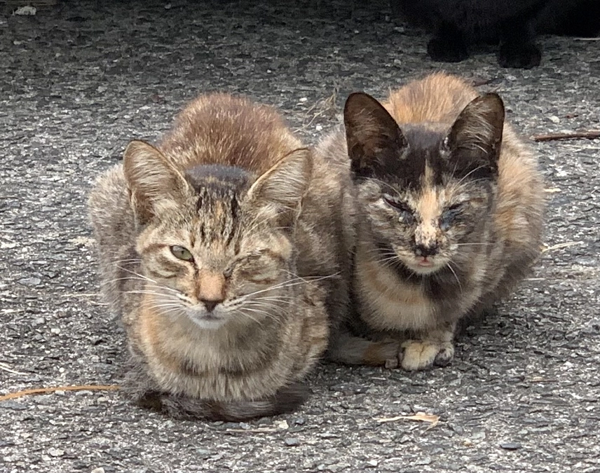 風邪ひきの為、片目が塞がった子猫３匹は既に保護しています。