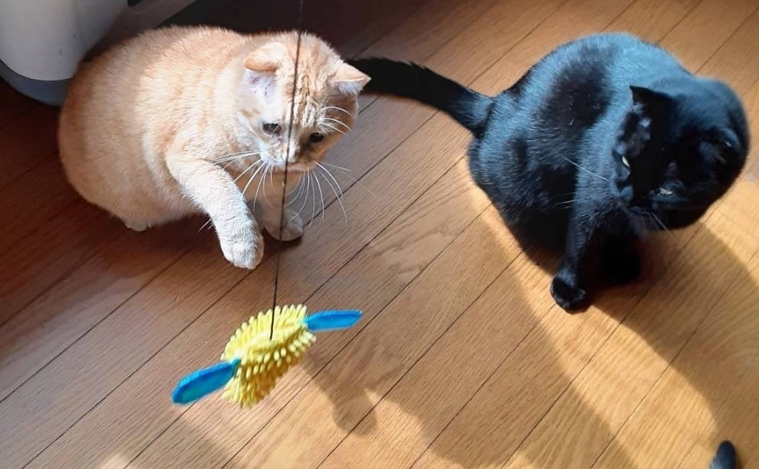 ハーツ 活動応援コース5000