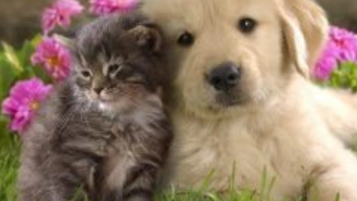 東京MXで動物愛護の番組を作ろう