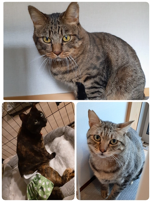 【くるみちゃん】【凪君】【もみじ君】についての医療