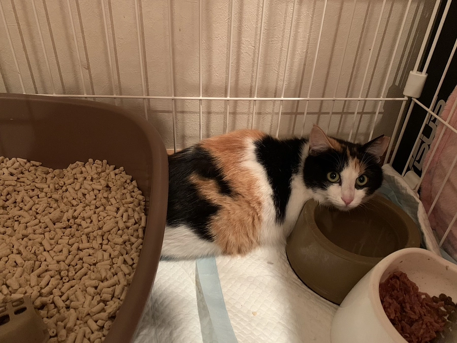 1.92キロの三毛の子猫を保護しました。