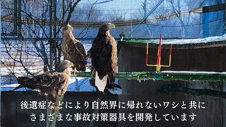 もっと多くの命を繋ぎたい!野生猛禽類の救護と継続飼育体制の充実を 3枚目
