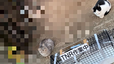 野良猫の繁殖を防ぐためのTNR活動にご支援をお願いします のトップ画像