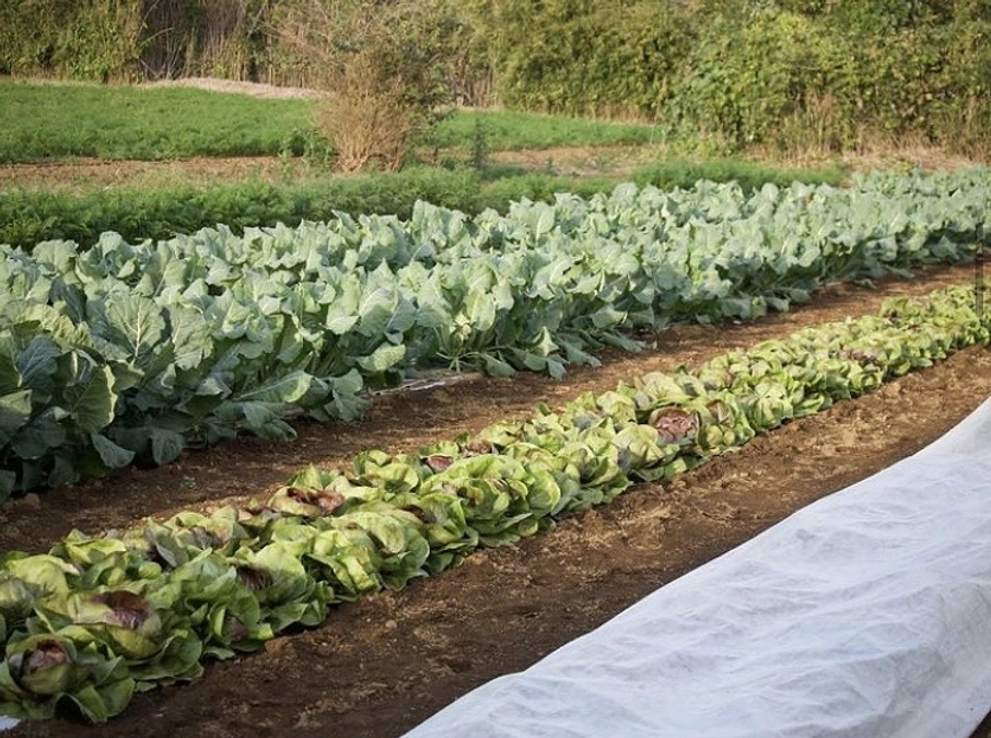 GONNA DAYSの冬野菜を紹介します！　