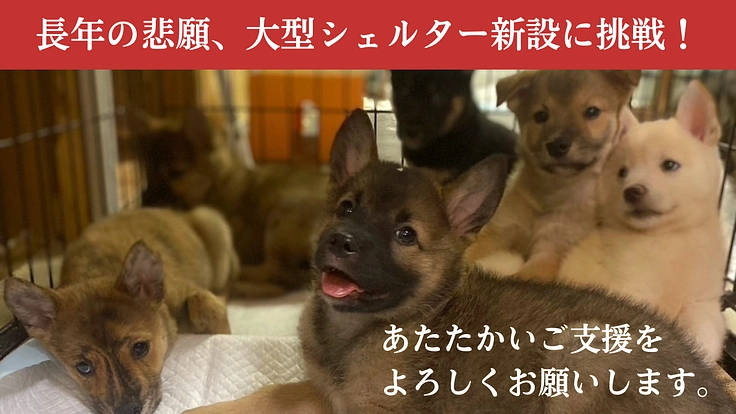 人知れず消えていく命をゼロに。悲願「野犬の保護シェルター」新設へ 8枚目