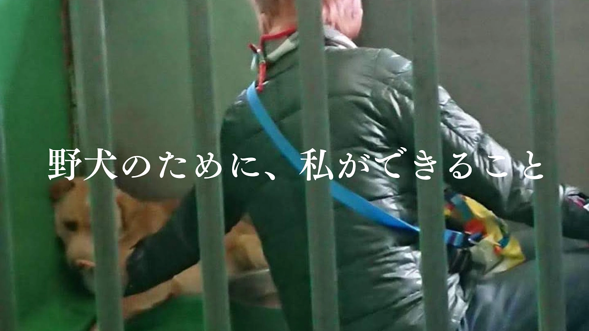野犬と迷い犬(脱走犬)捕獲について、知っていただきたいこと