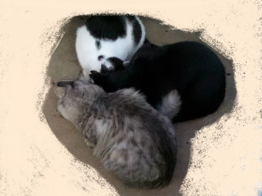 モンちゃん、チョコちゃんのTNR