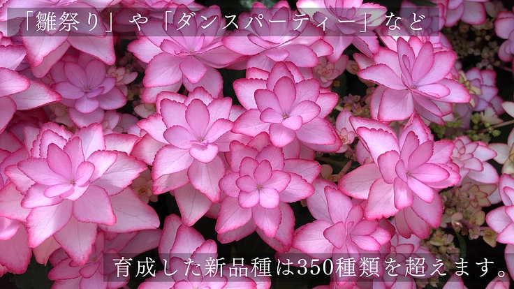 加茂荘花鳥園|安らぎの空間を守り継ぐ。古寺周辺をアジサイの原木園に 5枚目