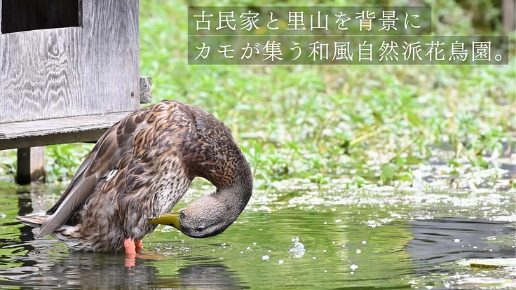 加茂荘花鳥園|安らぎの空間を守り継ぐ。古寺周辺をアジサイの原木園に 2枚目