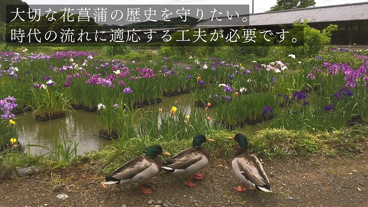 加茂荘花鳥園|安らぎの空間を守り継ぐ。古寺周辺をアジサイの原木園に 8枚目