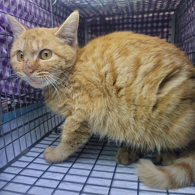 第３回TNR　9匹の手術をしました。