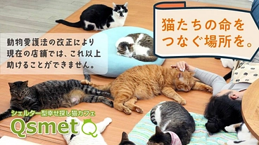 1匹でも多くの命を救うため。より広いシェルター型保護猫カフェへ のトップ画像